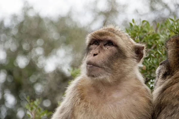 Berühmter Affe Des Felsens Von Gibraltar — Stockfoto