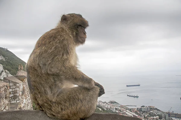 Berühmter Affe Des Felsens Von Gibraltar — Stockfoto