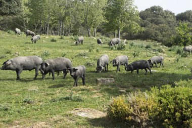 Çiftlik Hayvanları, Domuz eti yarı libertar durumda