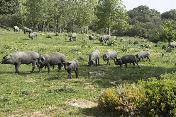 Fazenda Animais Carne Porco Estado Semi Livre — Fotografia de Stock