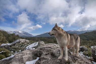 Breeds of dogs, alaskan malamute gray wolf clipart