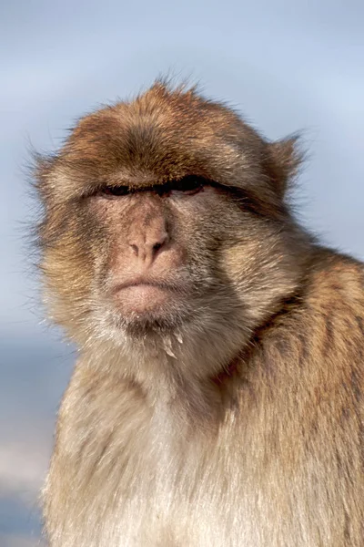 Berömda Monkey Den Klippa Gibraltar — Stockfoto