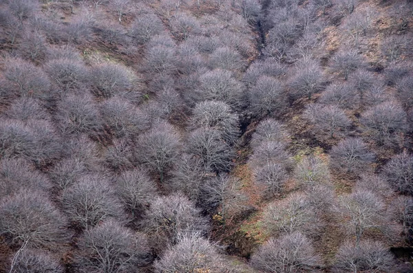 Kış varış eyaleti Malaga, Andalusia Genal vadide