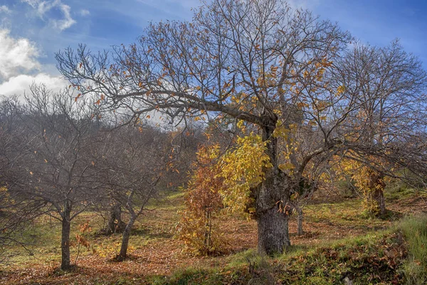 Chegada Inverno Vale Genal Província Málaga Andaluzia — Fotografia de Stock