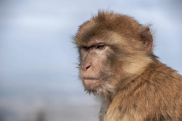 Affe Von Gibraltar Der Den Hohen Bereichen Des Felsens Lebt — Stockfoto