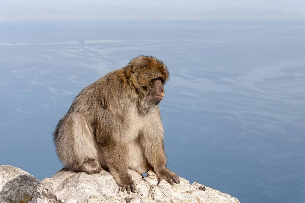 Affe Von Gibraltar Der Den Hohen Bereichen Des Felsens Lebt — Stockfoto