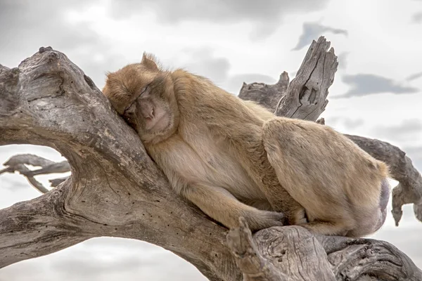 Affe Von Gibraltar Der Den Hohen Bereichen Des Felsens Lebt — Stockfoto