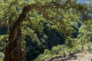 İspanya 'nın güneyindeki Akdeniz Mantar Ormanı, Endülüs 
