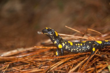 Semender doğal ortamında