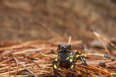 Semender doğal ortamında