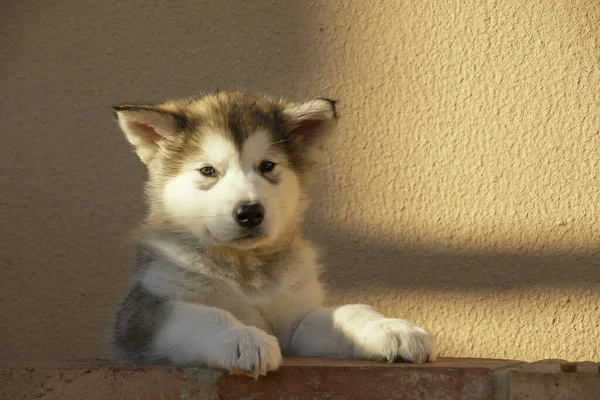 Smukke Alaska Malamute Hvalp - Stock-foto