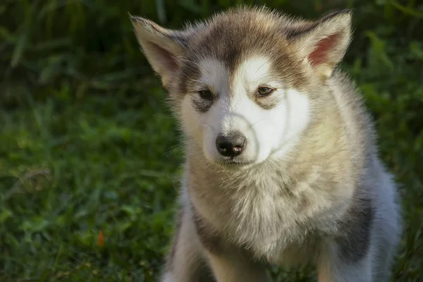 Belo Cachorrinho Malamute Alasca — Fotografia de Stock