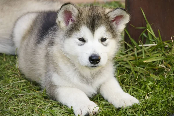 Belo Cachorrinho Malamute Alasca — Fotografia de Stock