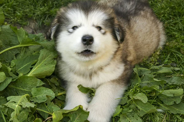 Beautiful Alaskan Malamute Puppy — Stock Photo, Image