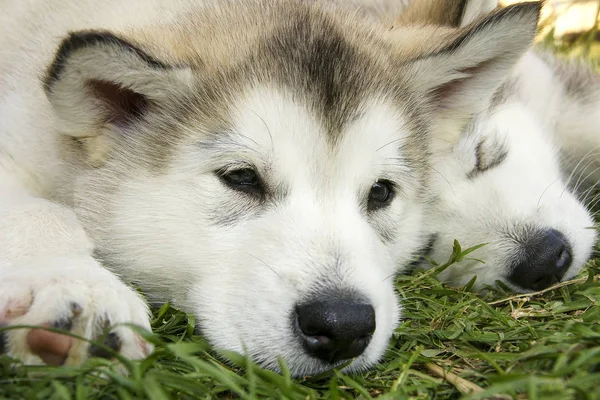 Belo Cachorrinho Malamute Alasca — Fotografia de Stock