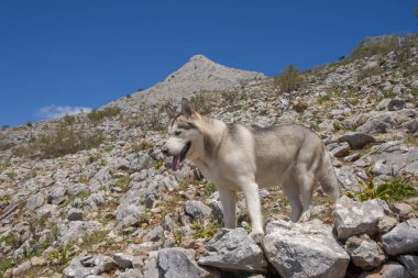 Alaska 'da doğal ortamda malamüt