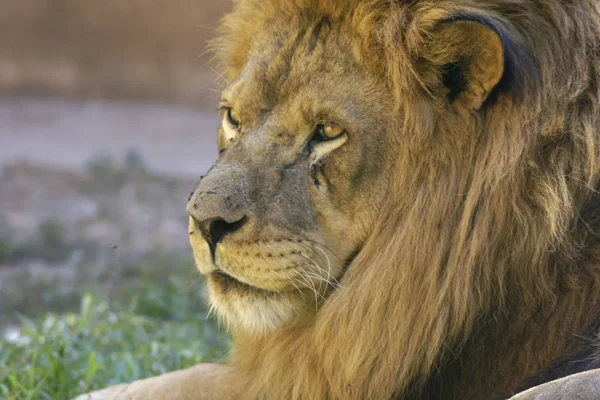 Голова Красивого Африканского Льва — стоковое фото