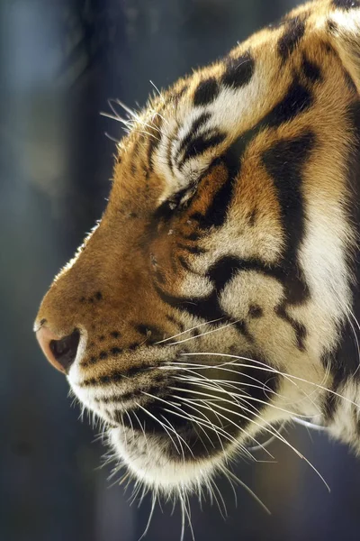 Голова Красивого Тигра — стоковое фото