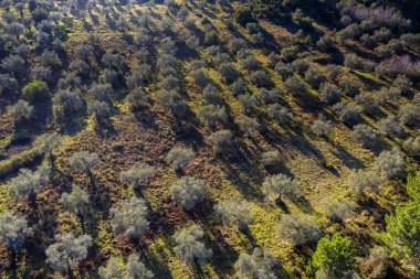 Endülüs 'te bir zeytin koruluğunun havadan görünüşü
