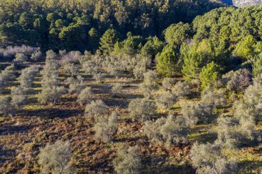 Endülüs 'te bir zeytin koruluğunun havadan görünüşü
