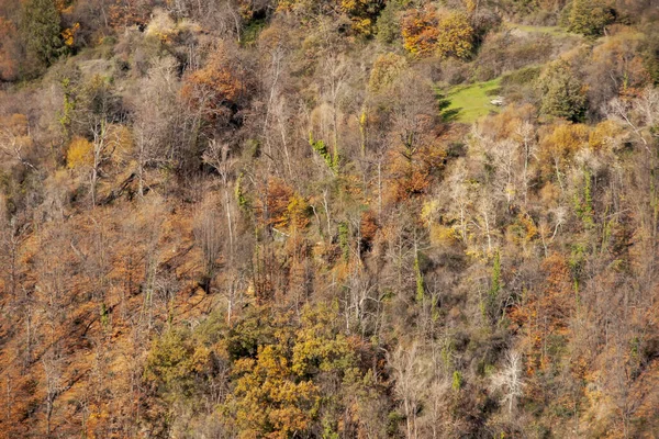 秋天在安达卢西亚格拉纳达Alpujarra地区的一个森林里 — 图库照片