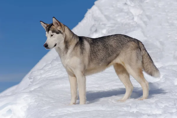 Όμορφη Αλάσκα Malamute Ένα Ομιχλώδες Και Χιονισμένο Περιβάλλον — Φωτογραφία Αρχείου