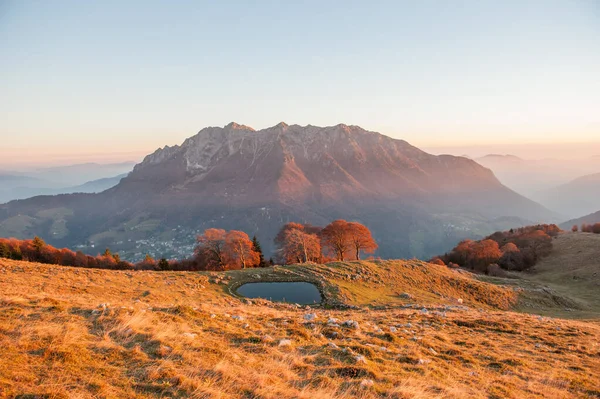 Ziegen — Stockfoto