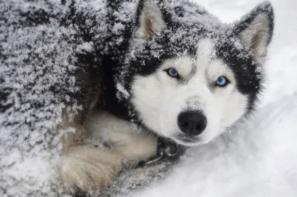 Husky i snön — Stockfoto
