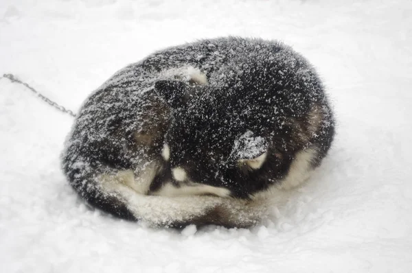 雪の中のシベリアのハスキー — ストック写真