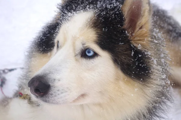 Blauäugiger Sibirischer Husky — Stockfoto