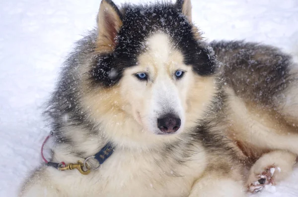 Sibirische Husky-Rasse Schlittenhunde — Stockfoto