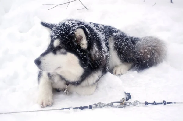 Siberische husky in de sneeuw — Stockfoto