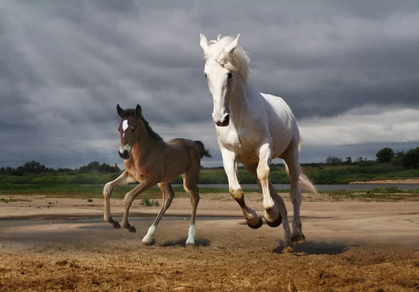 馬および子馬 — ストック写真