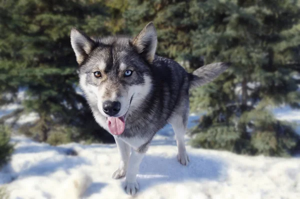 Wolf im Winterwald — Stockfoto