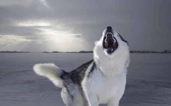 The song of a wolf in an icy wasteland — Stock Photo, Image