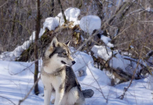 Wolf im Dickicht des Waldes — Stockfoto
