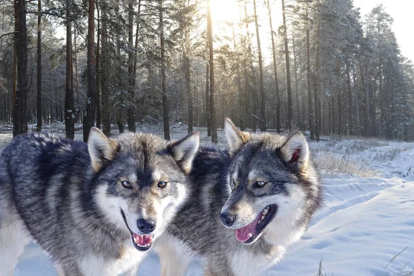Farkasok és erdő a hóban — Stock Fotó