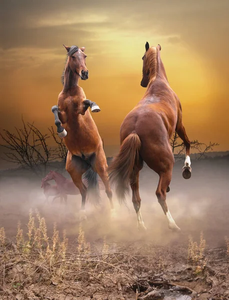 Konie walczyć o zachodzie słońca — Zdjęcie stockowe