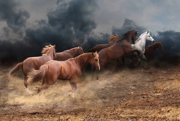 野生馬の群れ — ストック写真