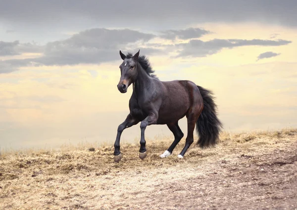 Koń skacze o zachodzie słońca — Zdjęcie stockowe