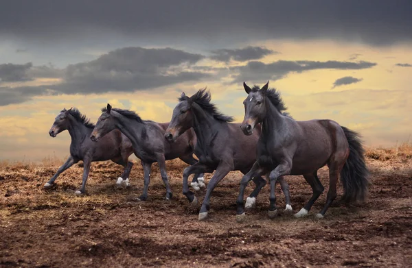 野生の馬をギャロップします。 — ストック写真