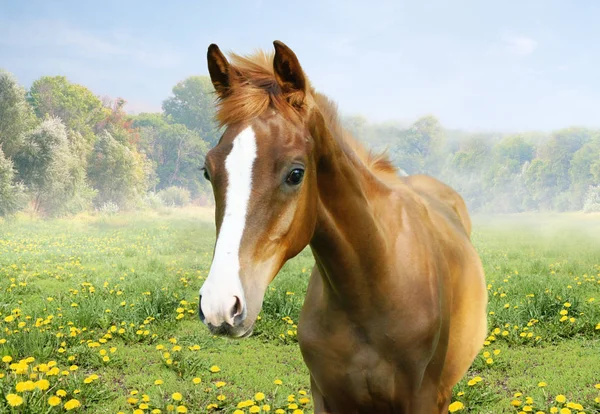 Curious foal among the field of dandelions