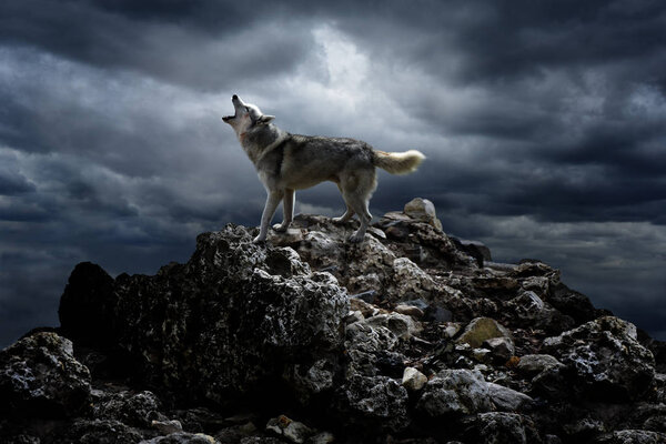 A lone wolf sings his song on top at night