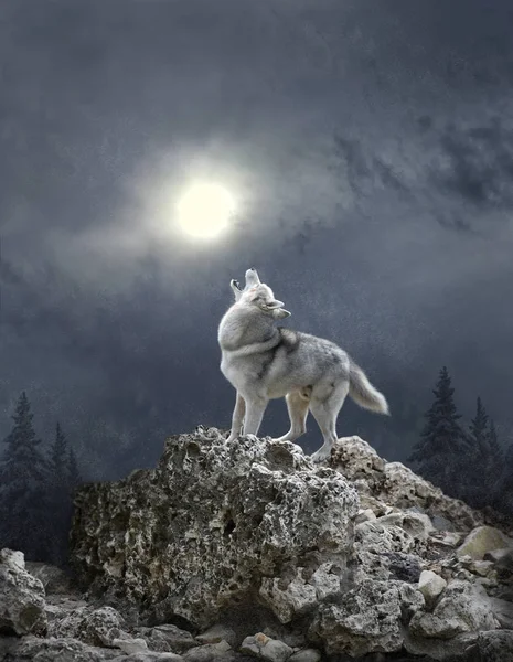 Un lobo aulla a la luna — Foto de Stock