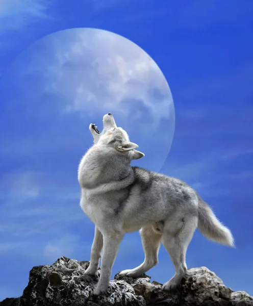 Gray wolf and big moon — Stock Photo, Image