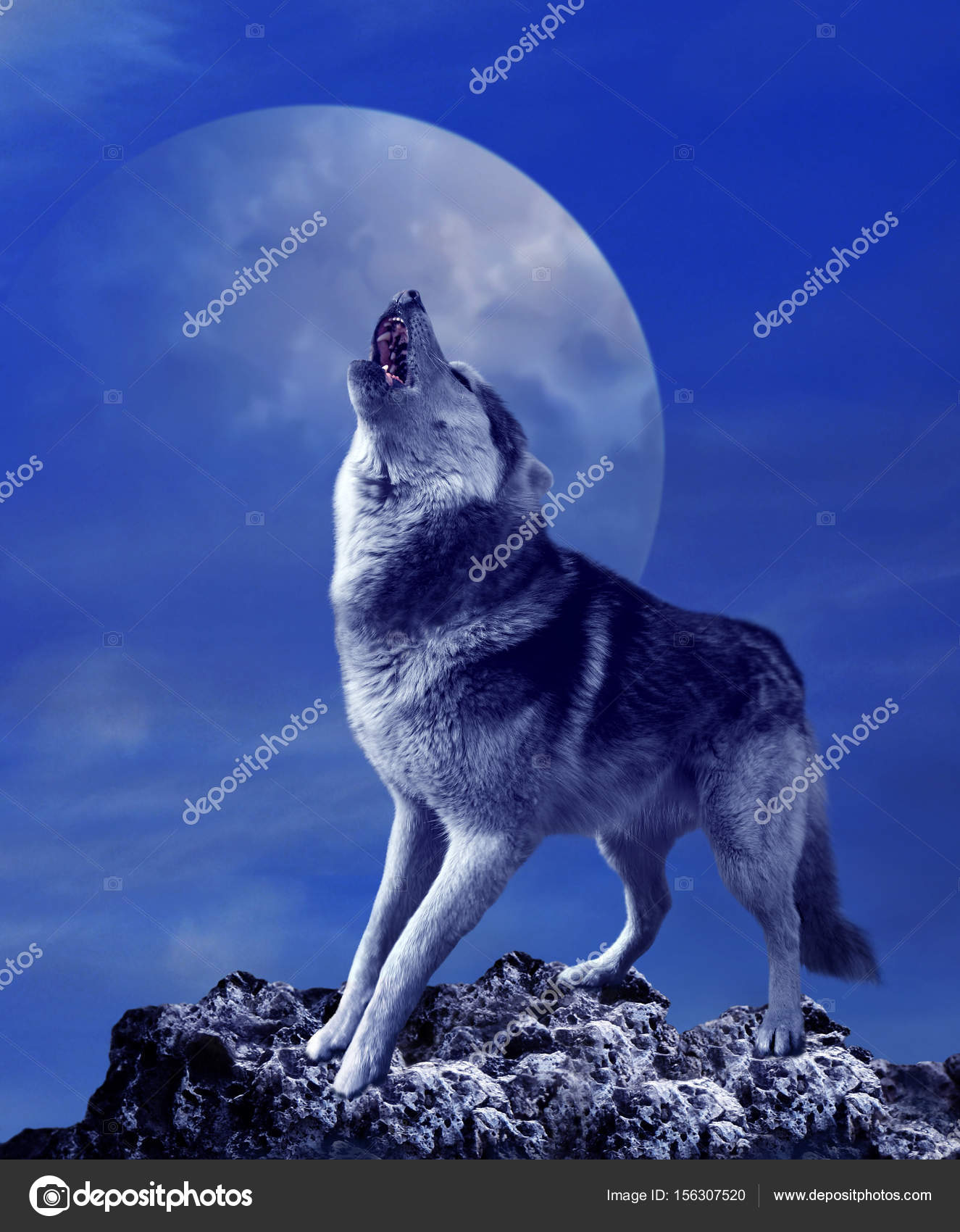 Lobo azul fotos de stock, imágenes de Lobo azul sin royalties |  Depositphotos