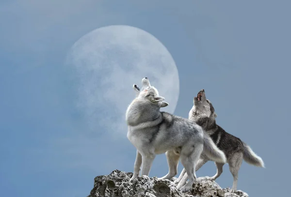 Two wolves howl at the moon — Stock Photo, Image