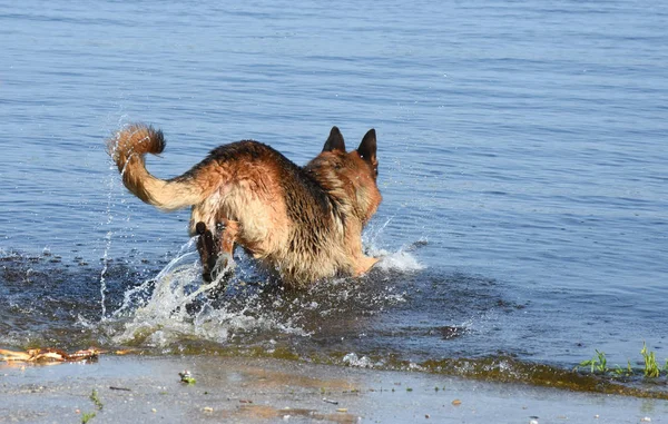 Cão molhado raças Leste Europeu Pastor corre para a água — Fotografia de Stock