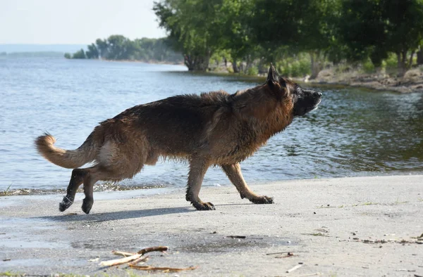 Raça cão molhado Leste Europeu Pastor corre na costa da lagoa — Fotografia de Stock