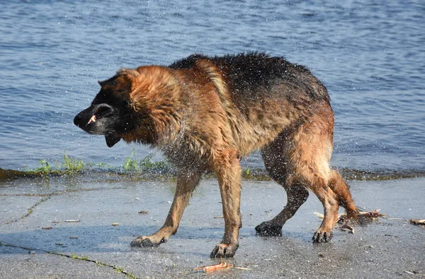 Mojado perro crianza este europeo pastor sacudiendo en la orilla de la estanque —  Fotos de Stock